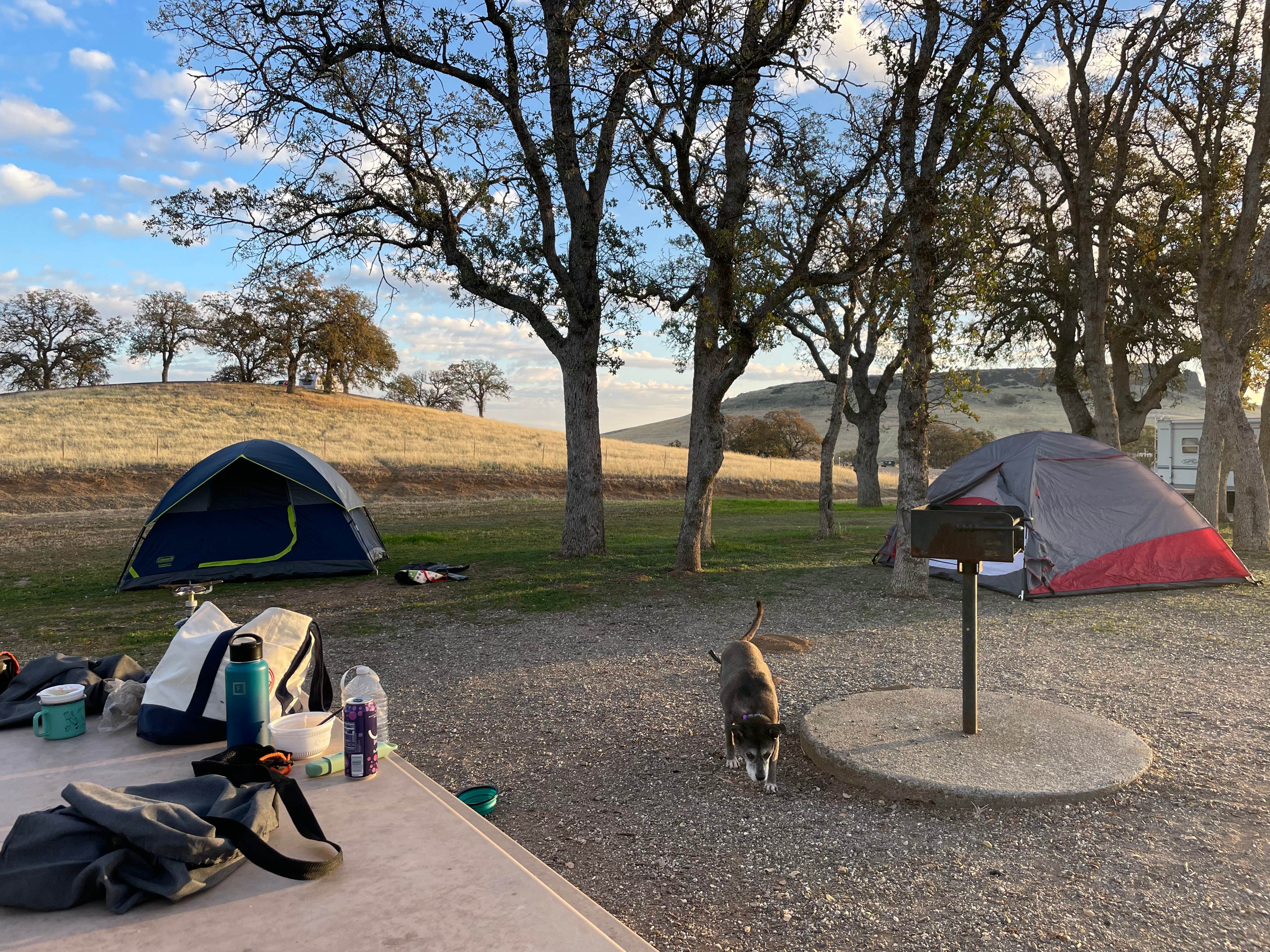 Stephani H.'s photo of camping with pets at Buckhorn Recreation Area near Chico, CA