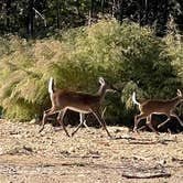 Review photo of Dreher Island State Park Campground by Lee D., November 28, 2022