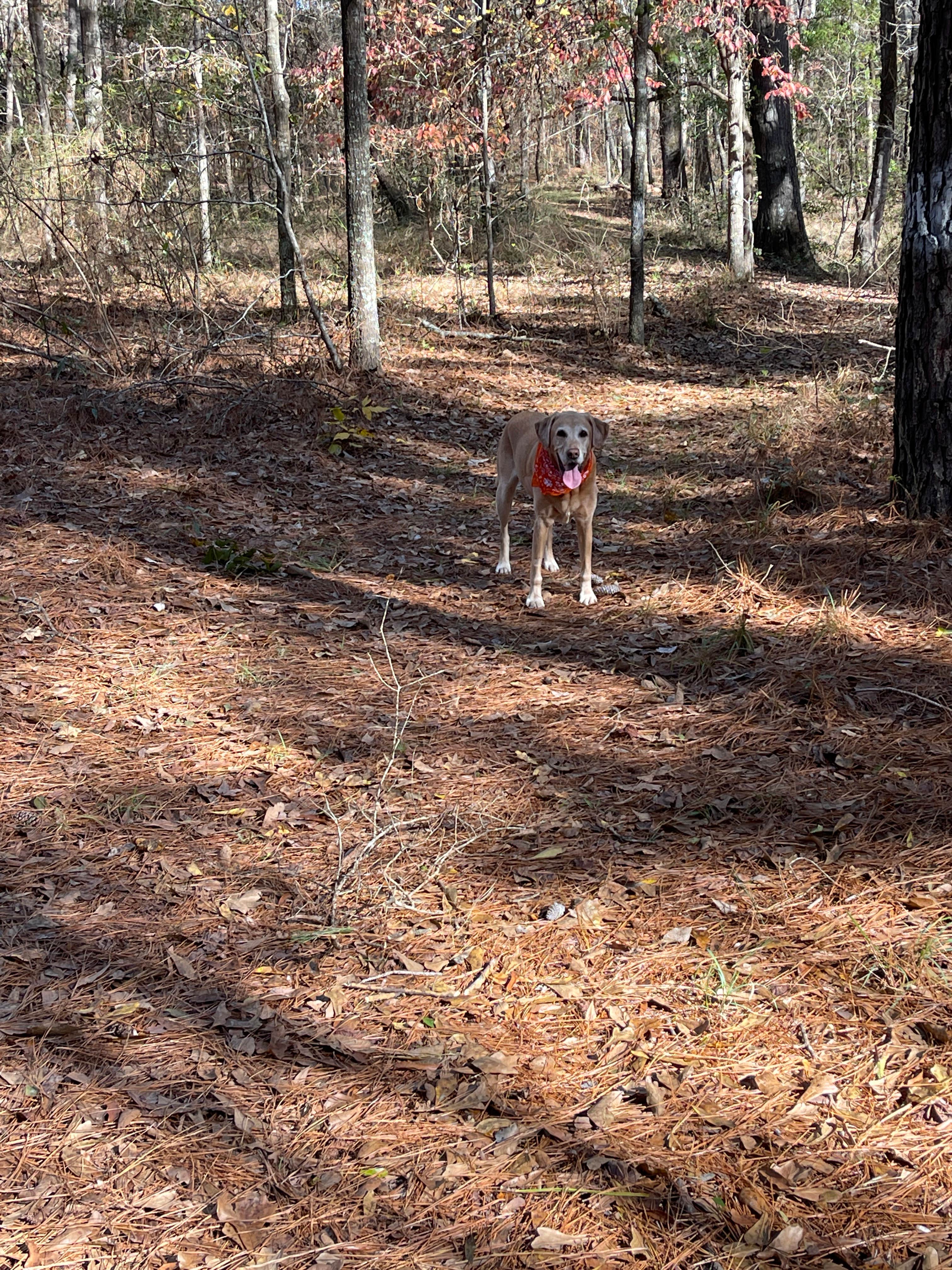 david S.'s photo of camping with pets at Hamburg State Park Campground near White Plains, GA