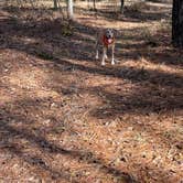 Review photo of Hamburg State Park Campground by david S., November 28, 2022