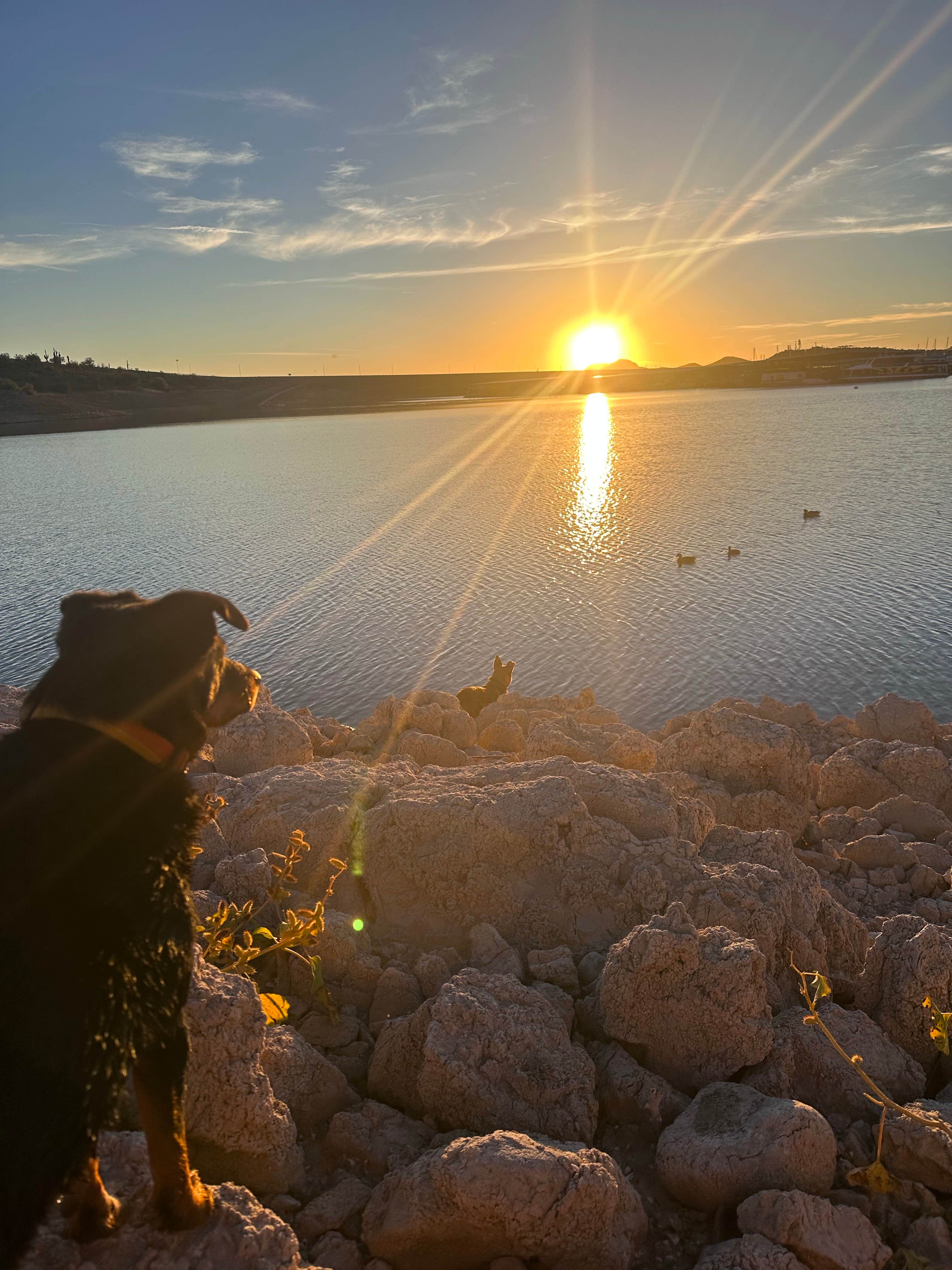 Cam P.'s photo of camping with pets at Pleasant Harbor RV Resort near Wickenburg, AZ