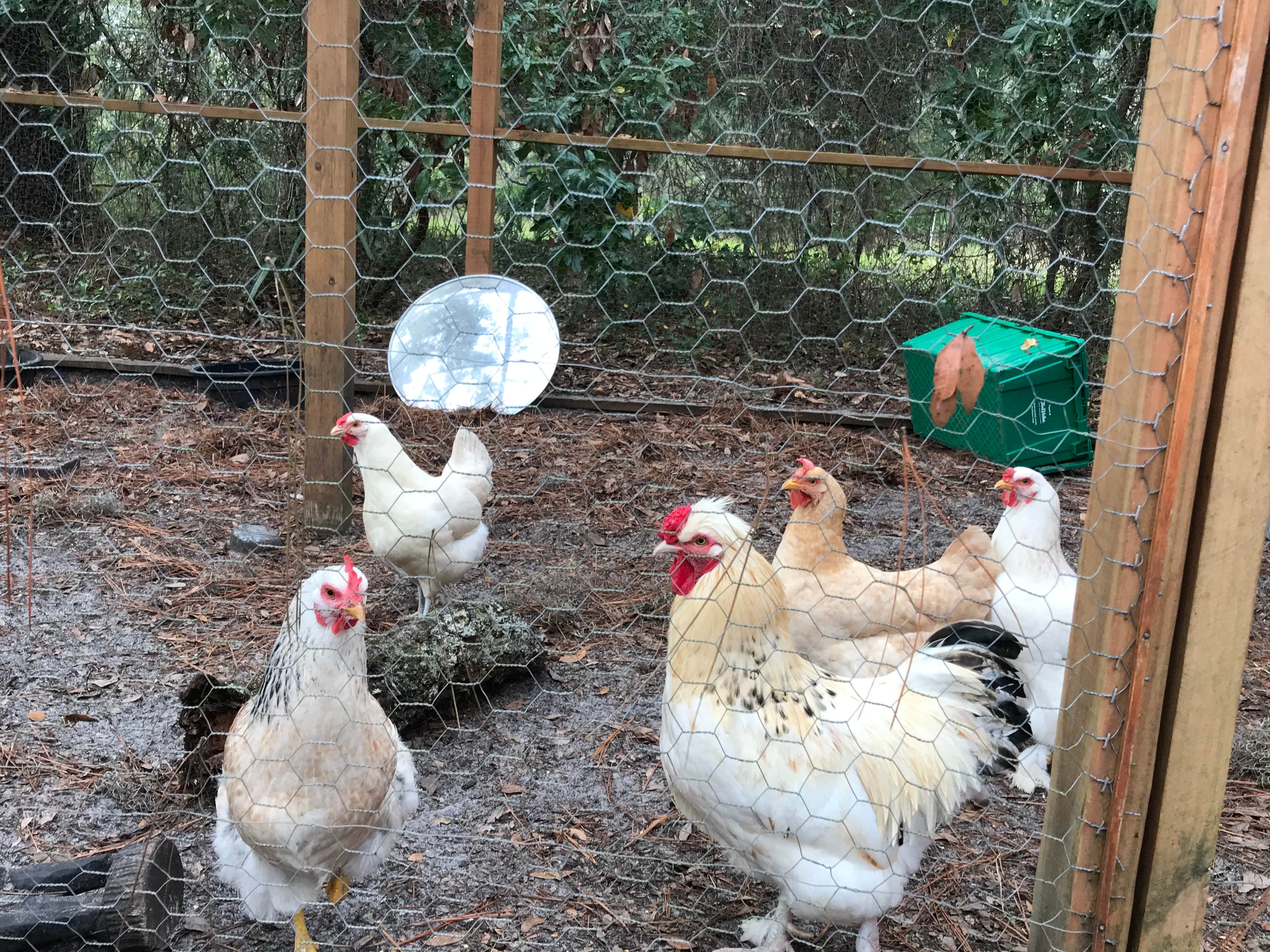 Camper-submitted photo at Pines and Palms Homestead near Fanning Springs, FL