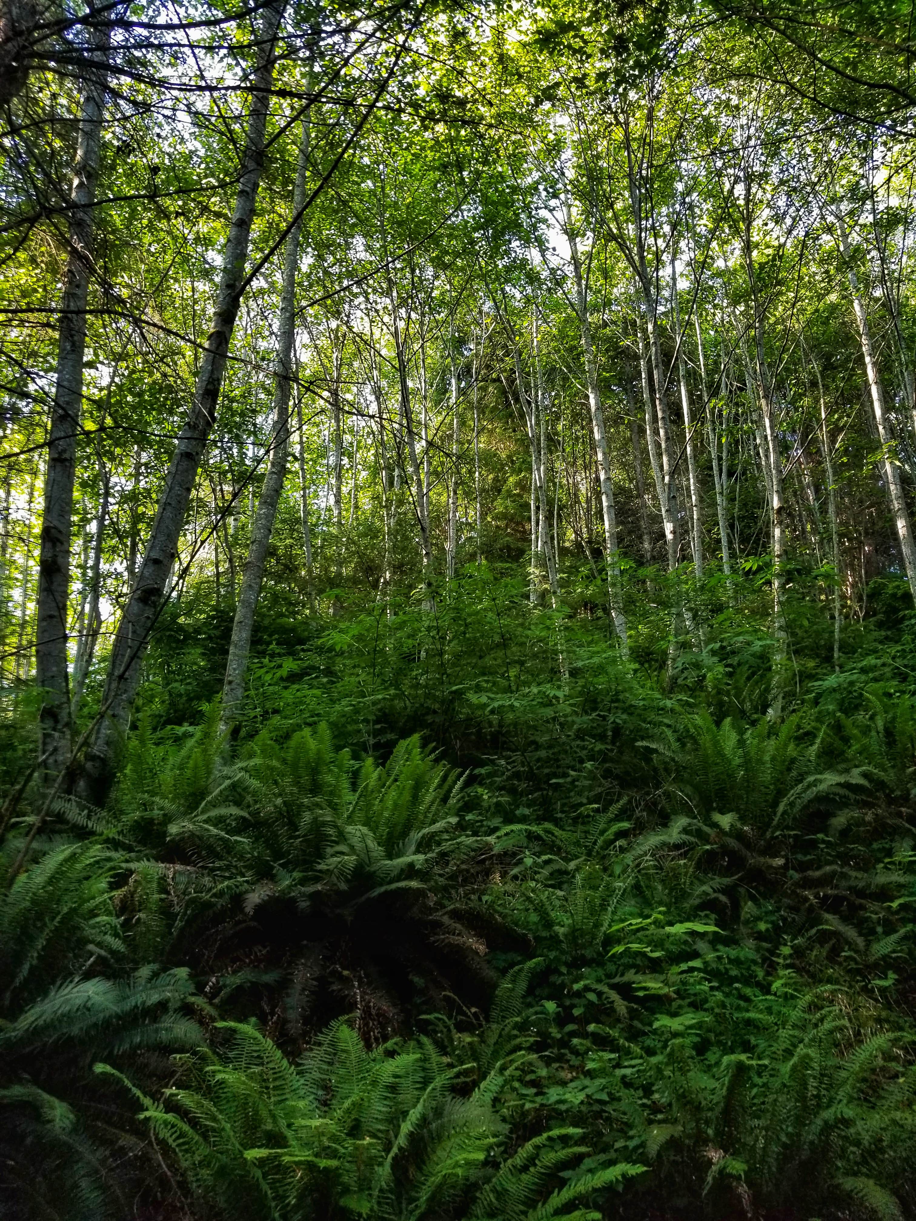 Camper-submitted photo at Rose Creek Retreat near Cathlamet, WA
