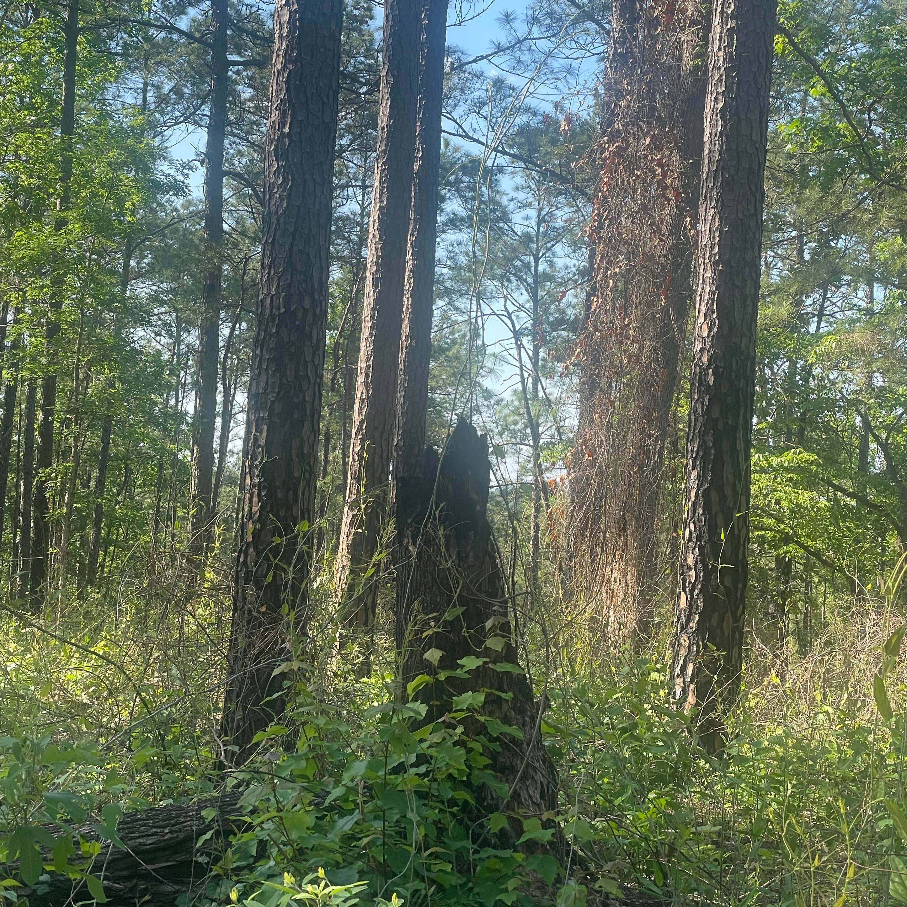 Louisiana Custis Camp: Your Gateway to Cajun Country Charm