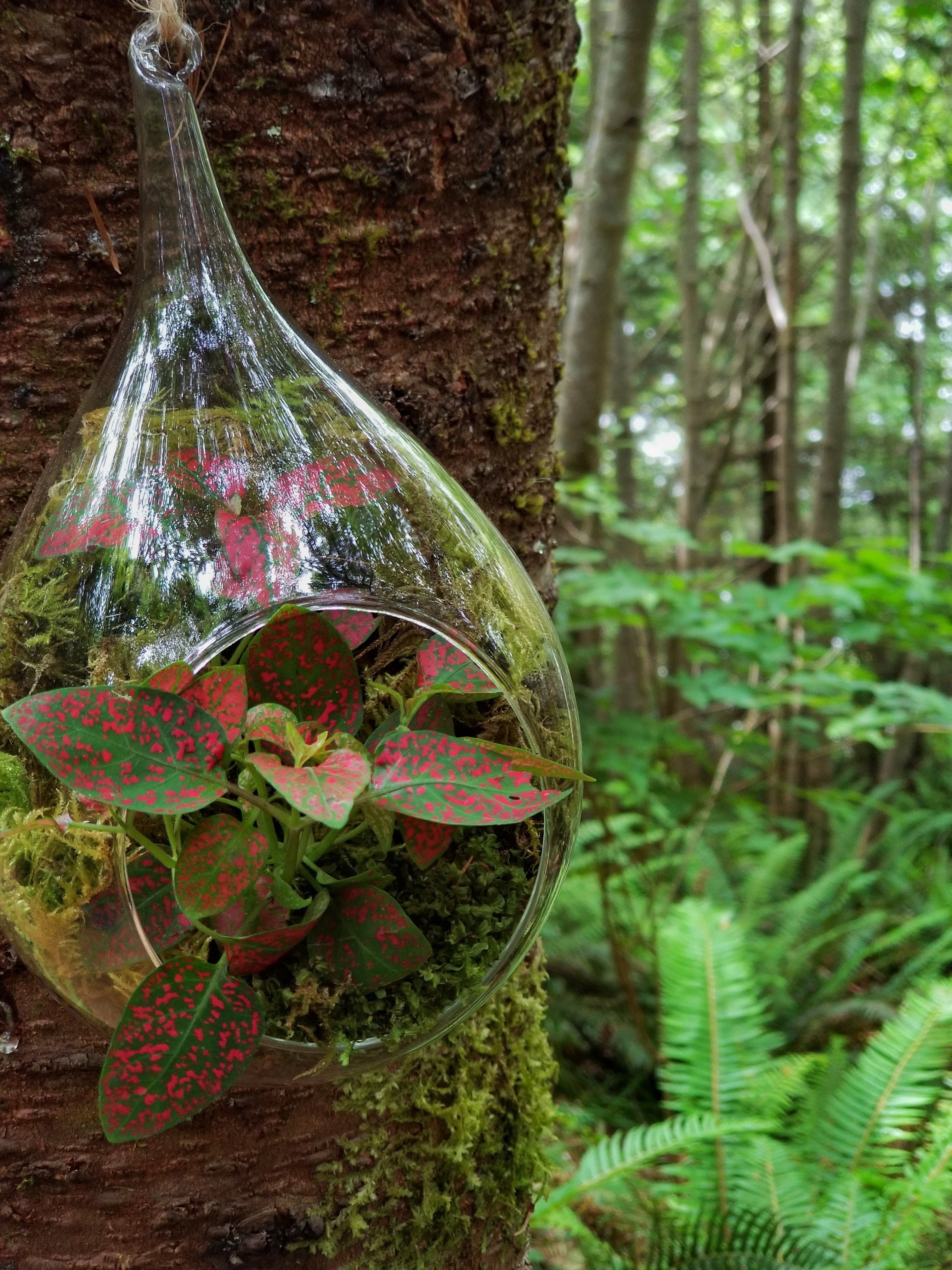 Terrariums hanging from the surrounding trees add to the charm of the Orchid Garden