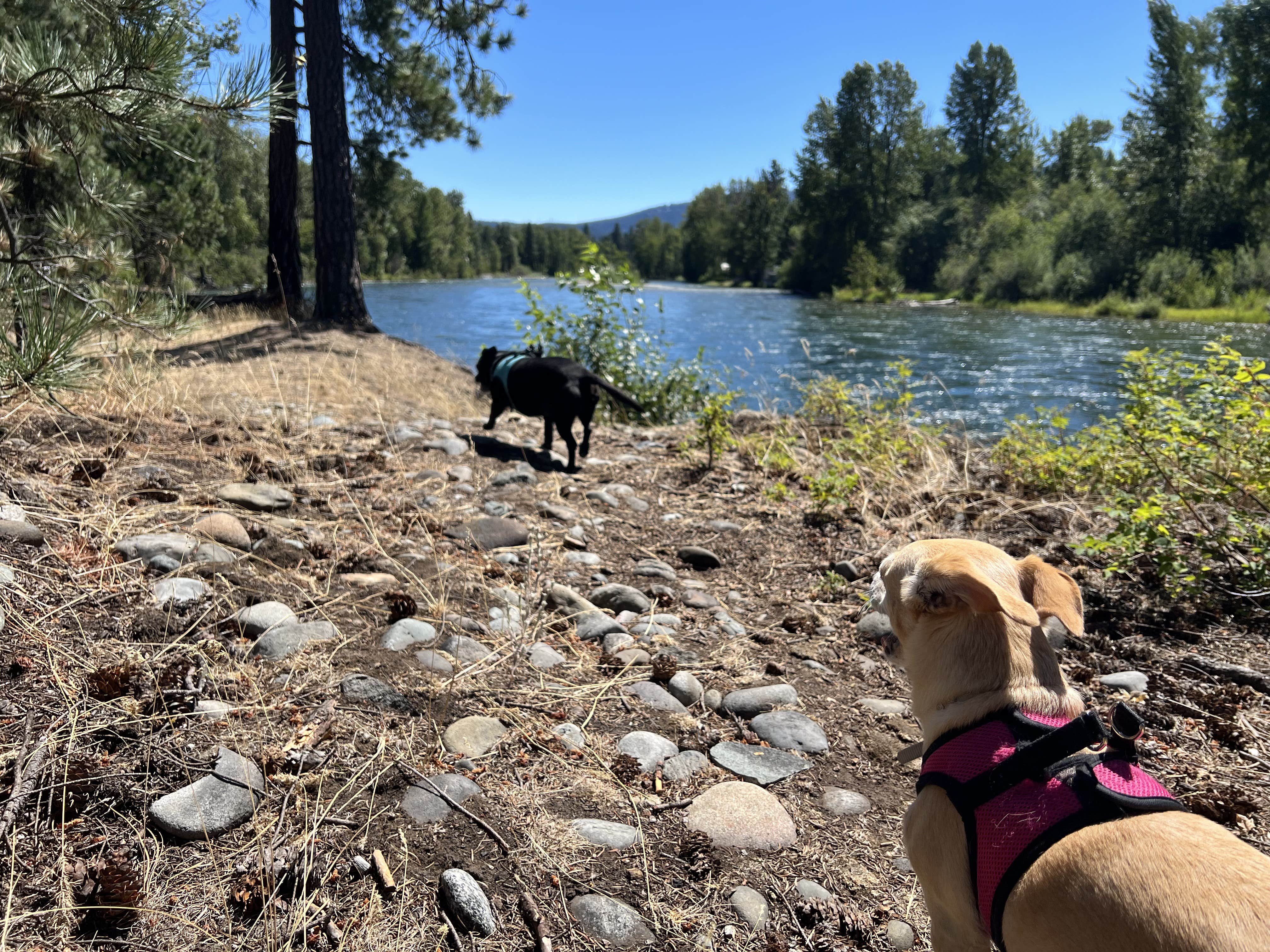 whispering P.'s photo of camping with pets at Whispering Pines RV Campground near Thorp, WA