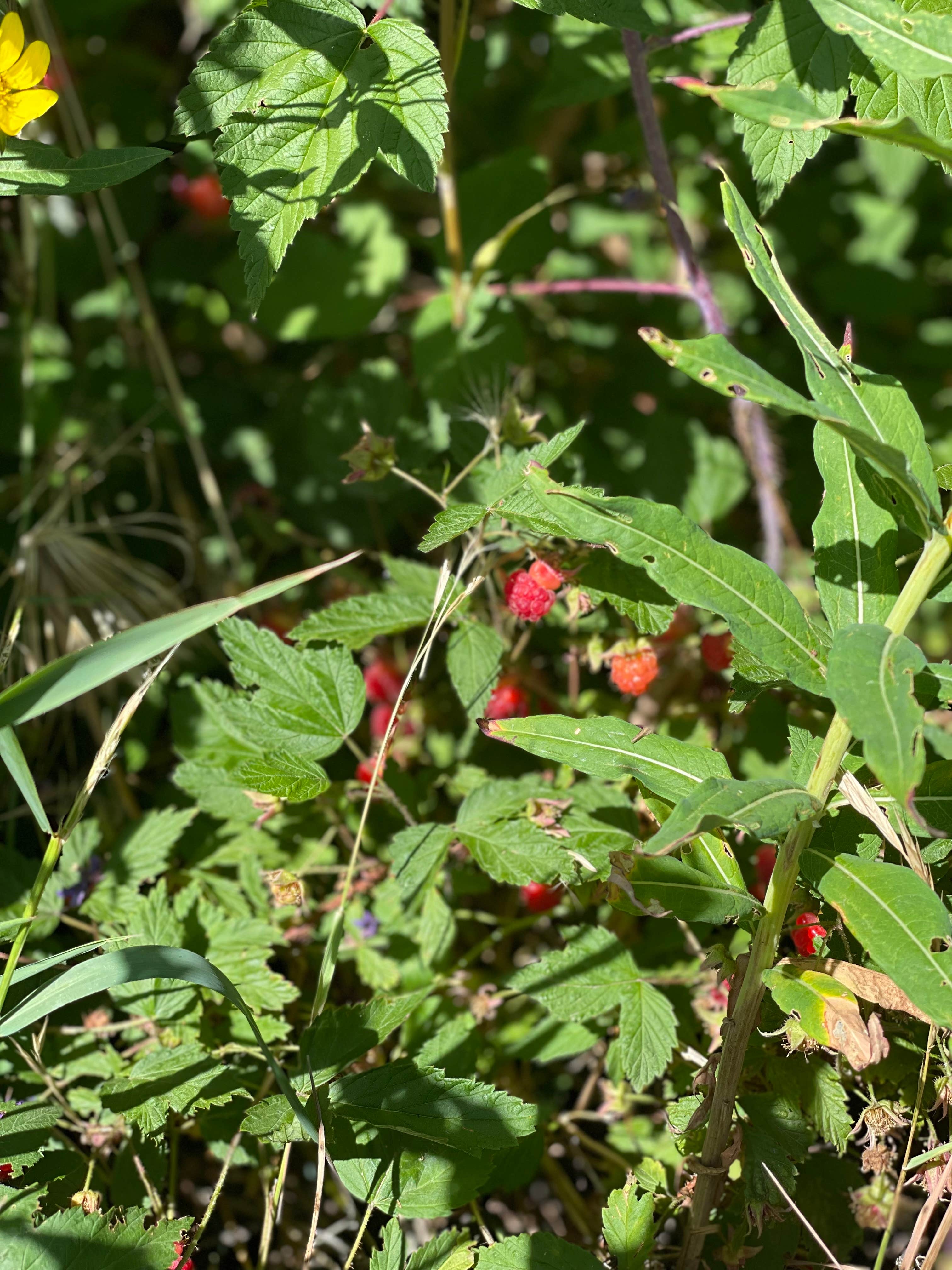 Camper-submitted photo at North Fork Campground near Lysite, WY