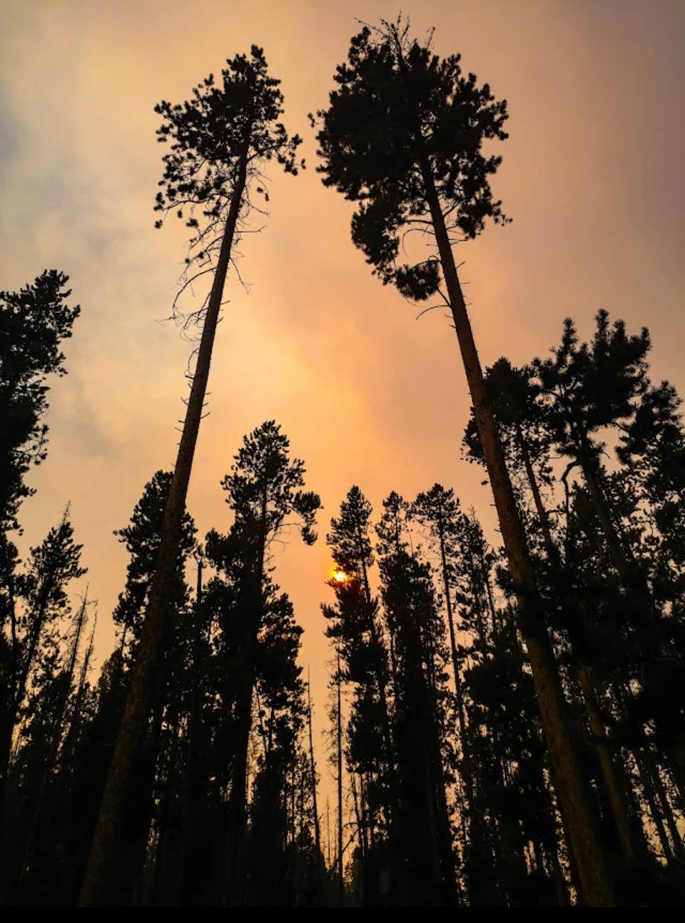 Camping near Greenwood Bottoms: Beaverdam Campground and Picnic Area, Divide, Montana