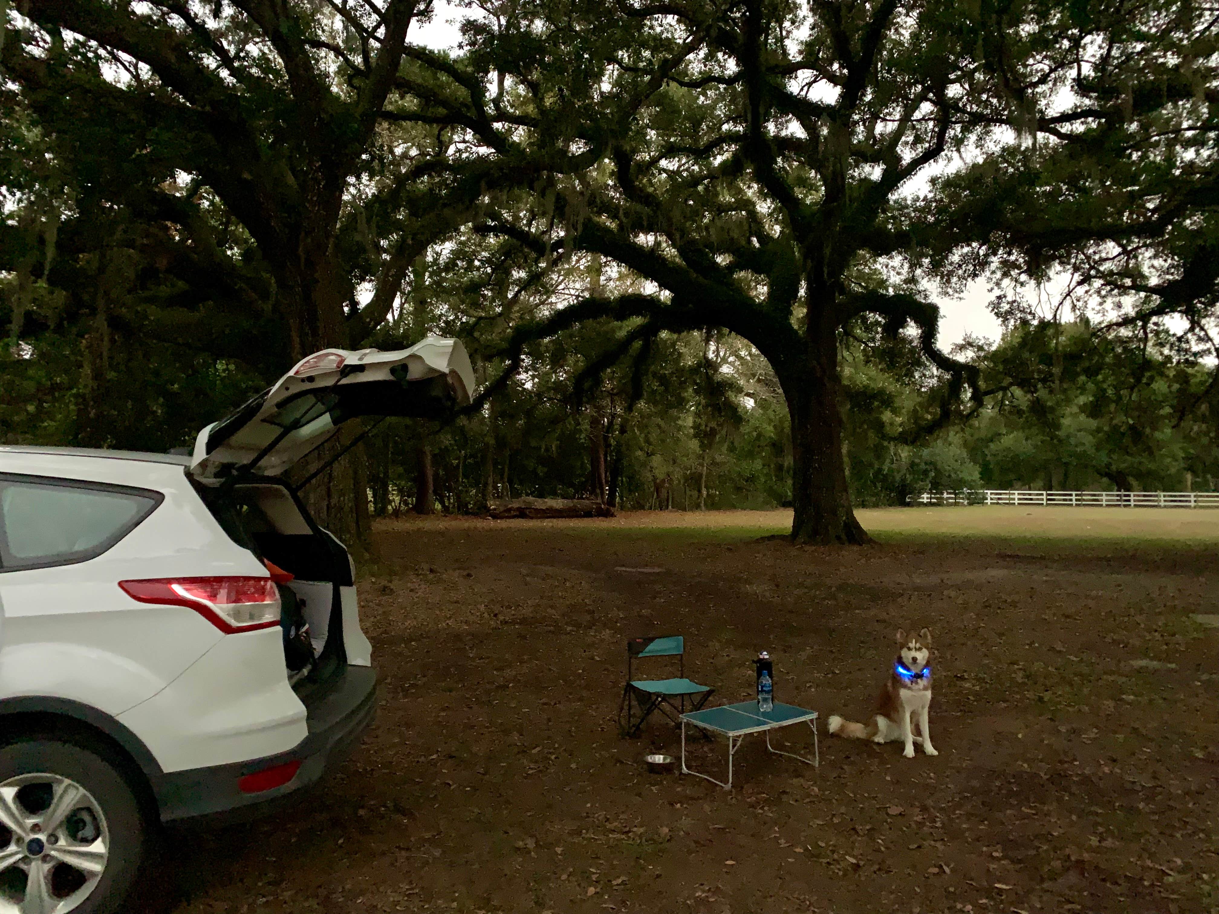 Diana's photo of camping with pets at Pearl River WMA - Crawford Landing near Metairie, LA
