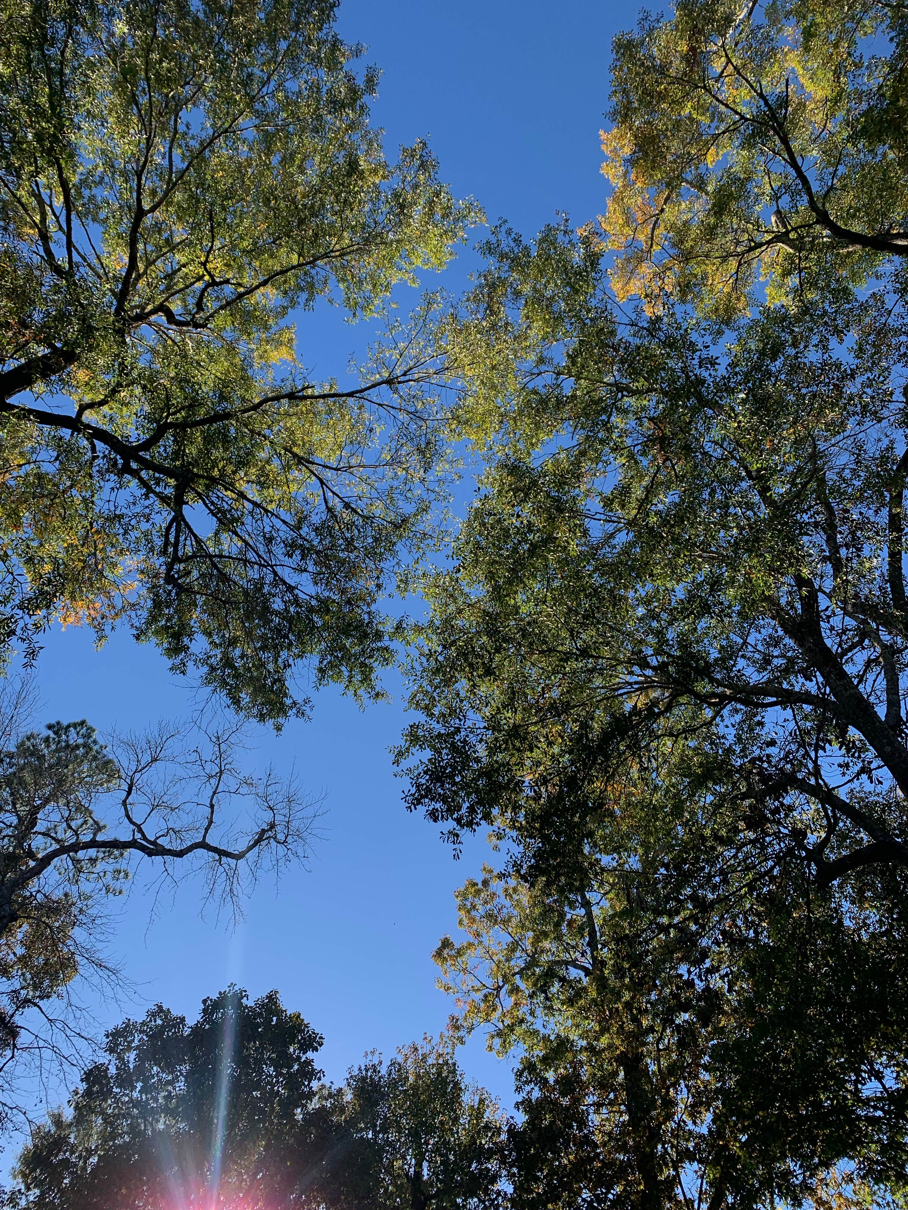 Camper-submitted photo at Whites County Park Campground near Silsbee, TX