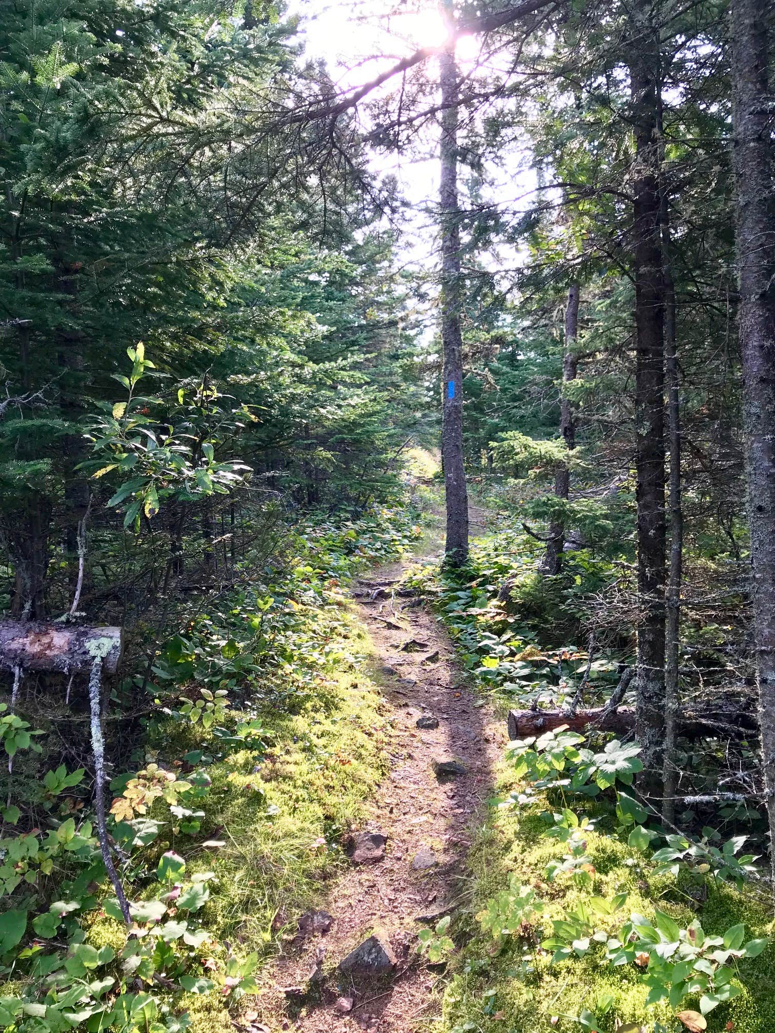 Camper-submitted photo at Kadunce River Camping near Grand Marais, MN