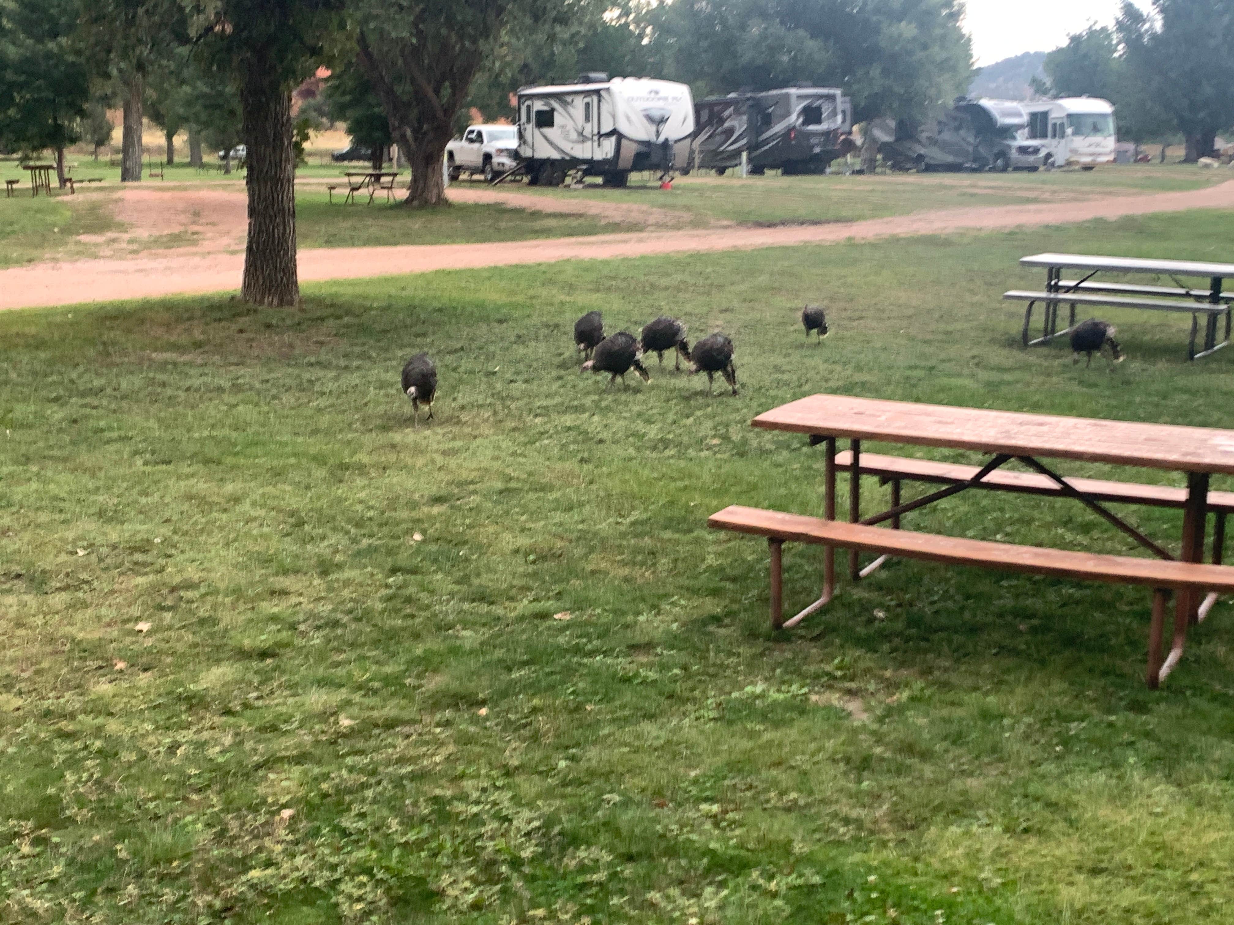 David B.'s photo of camping with pets at Devils Tower KOA near Devils Tower National Monument