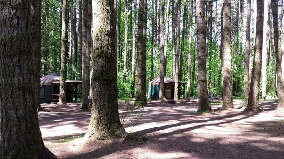 Camper submitted image from Seaquest State Park Campground - 2