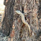 Review photo of Tehachapi Mountain Park by Peter F., December 1, 2022