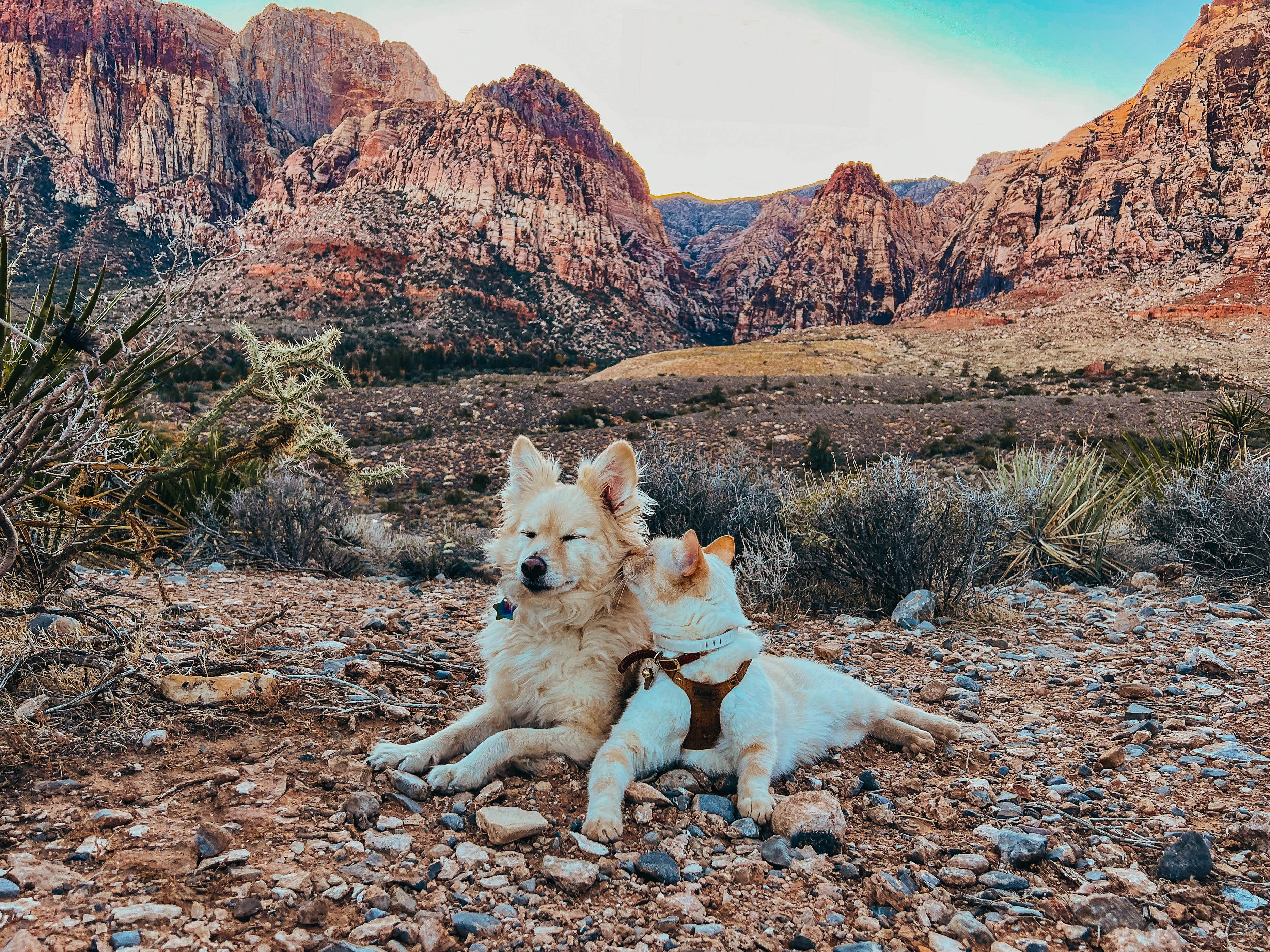 Heather L.'s photo of camping with pets at Red Rock Canyon National Conservation Area - Red Rock Campground near Sloan, NV