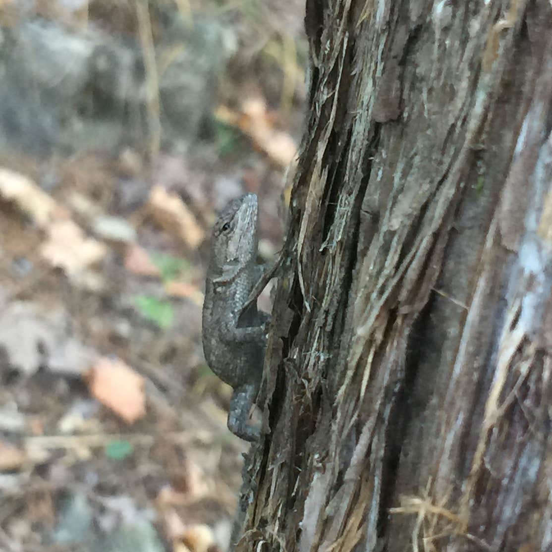 Beaver Lake Hide A Way Camping Rogers, AR