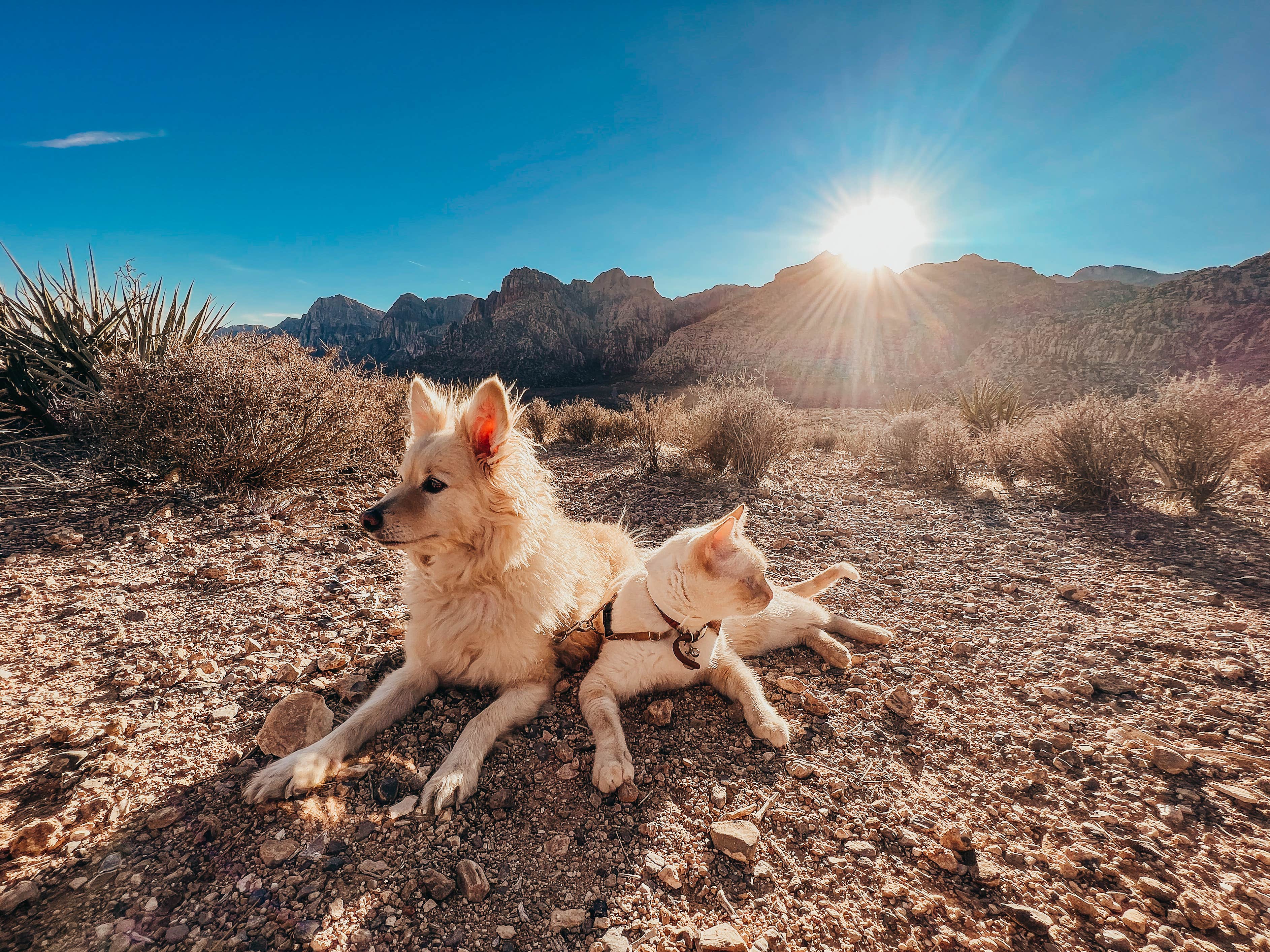 Heather L.'s photo of camping with pets at Red Rock Canyon National Conservation Area - Red Rock Campground near Las Vegas, NV