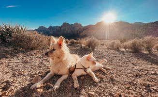 Heather L.'s photo of camping with pets at Red Rock Canyon National Conservation Area - Red Rock Campground near Las Vegas, NV