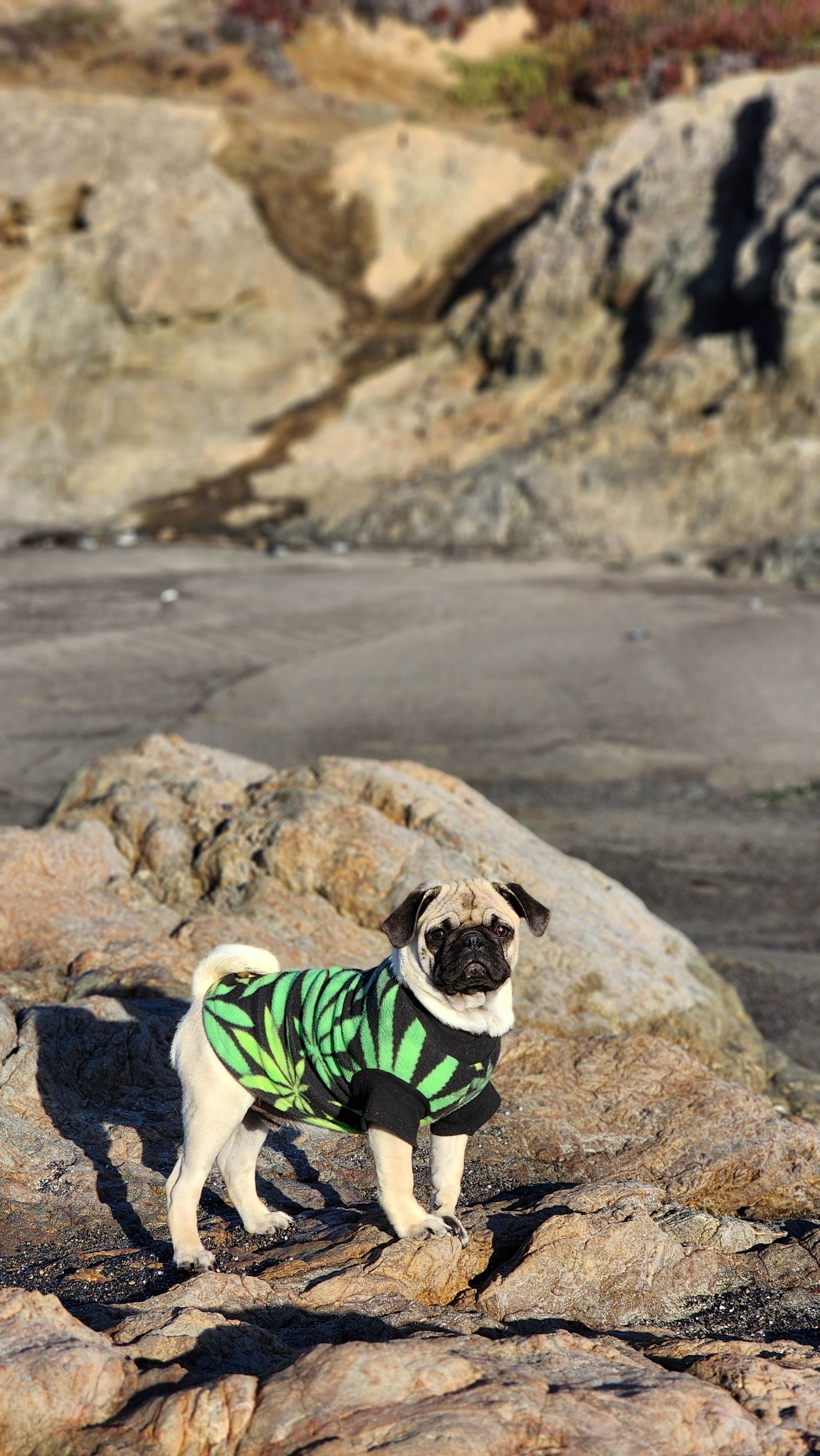 Raven P.'s photo of camping with pets at Mackerricher State Park Campground near Soda Springs, CA
