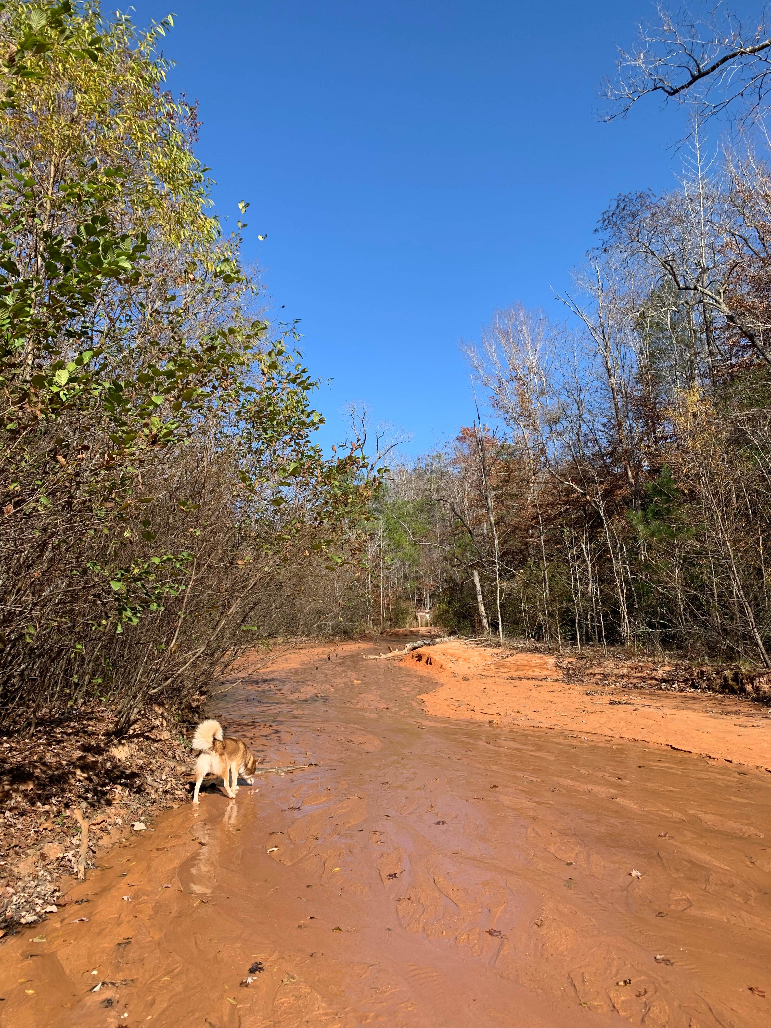 Diana's photo of camping with pets at Providence Canyon State Park Campground near Americus, GA