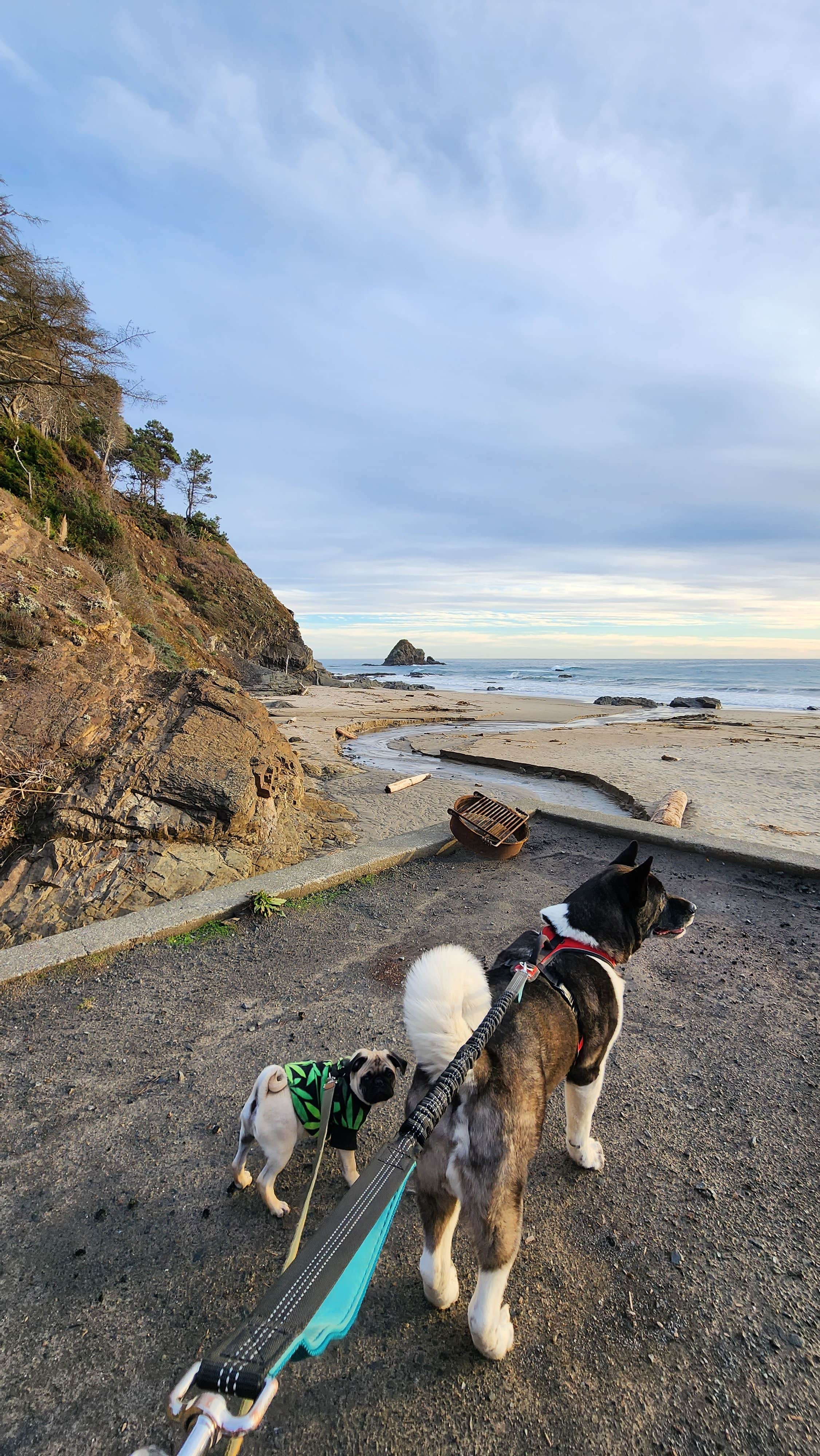 Raven P.'s photo of camping with pets at Anchor Bay Campground near The Sea Ranch, CA