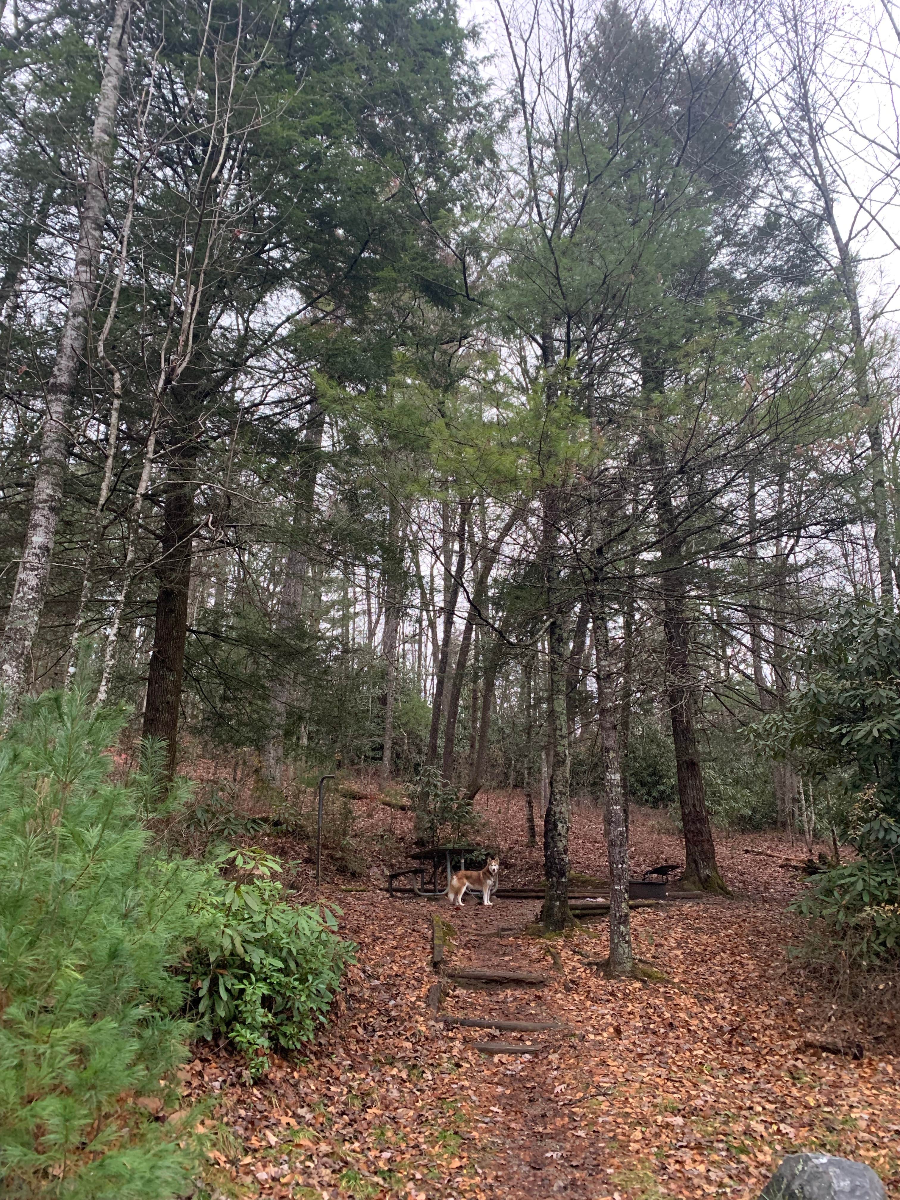 Camper-submitted photo at Ammons Branch Campground near Dillard, GA