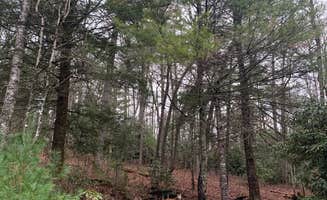 Diana's photo of camping with pets at Ammons Branch Campground near Cashiers, NC