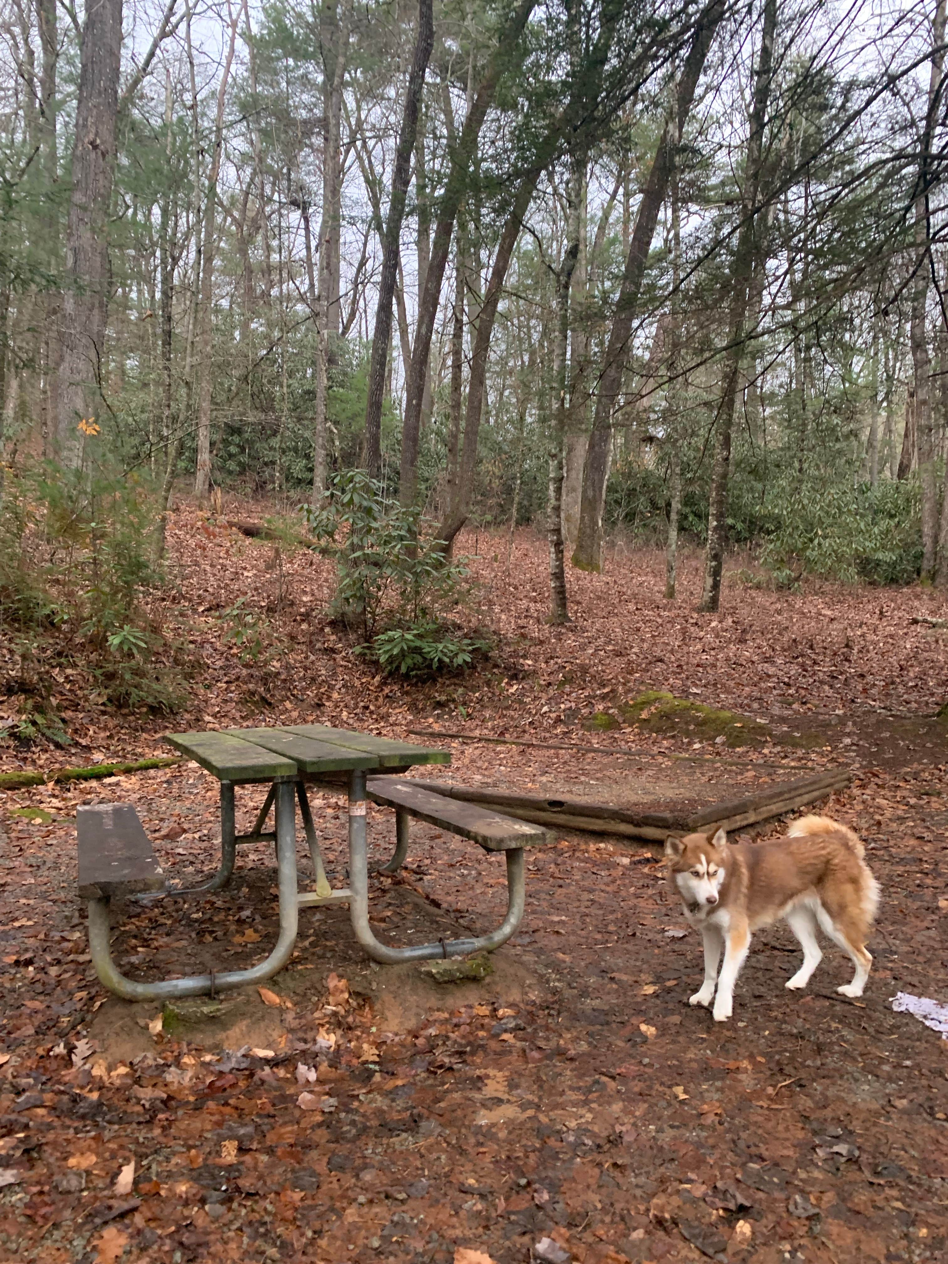 Camper-submitted photo at Ammons Branch Campground near Dillard, GA