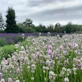 Review photo of Dungeness Recreation Area by Wendy , July 17, 2022