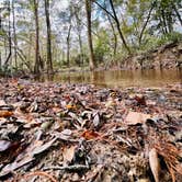 Review photo of Bogue Chitto State Park Campground by Melissa G., December 4, 2022