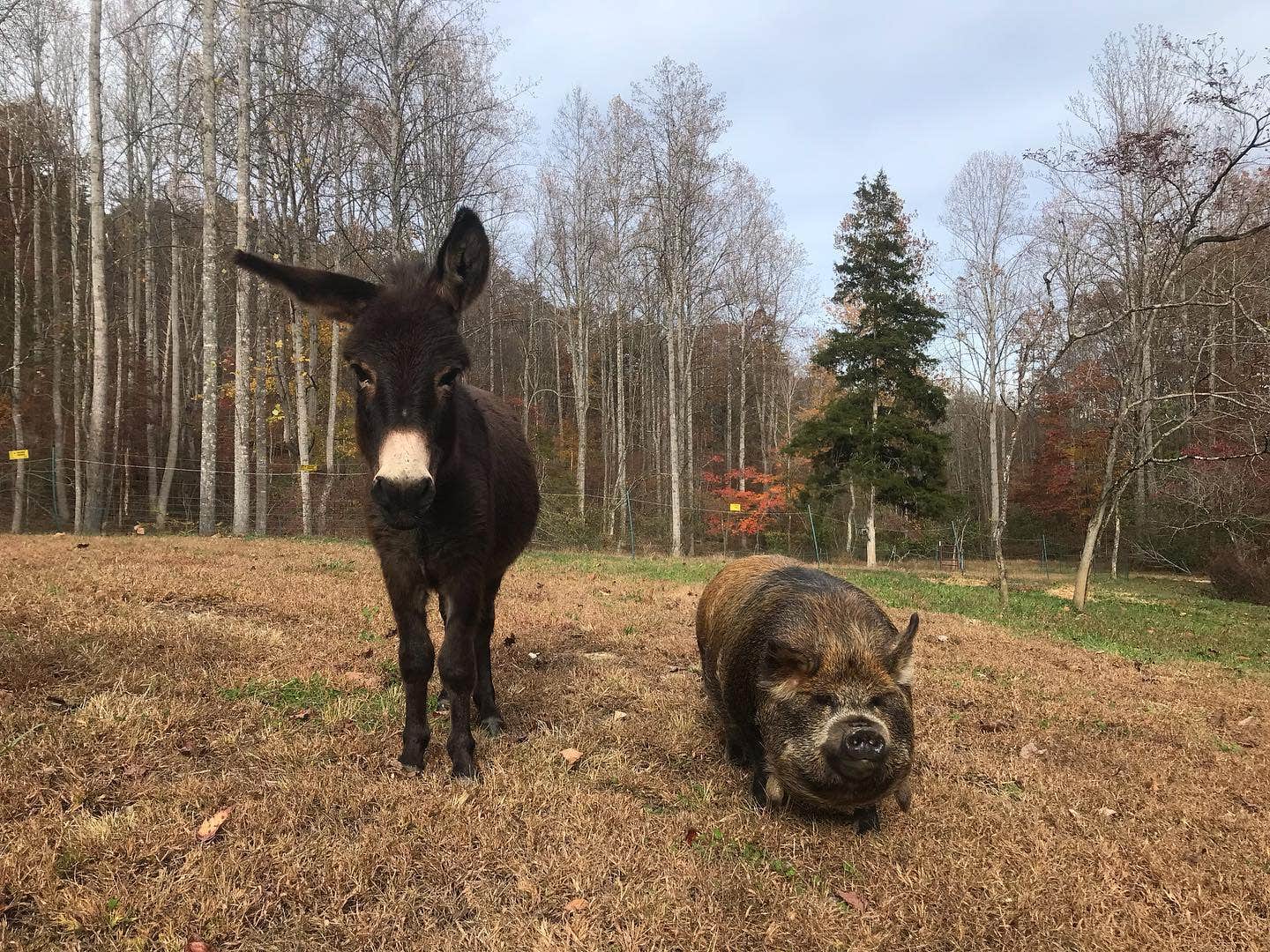 Camper-submitted photo at Watercress Inn at Landon Farm near Madison, VA