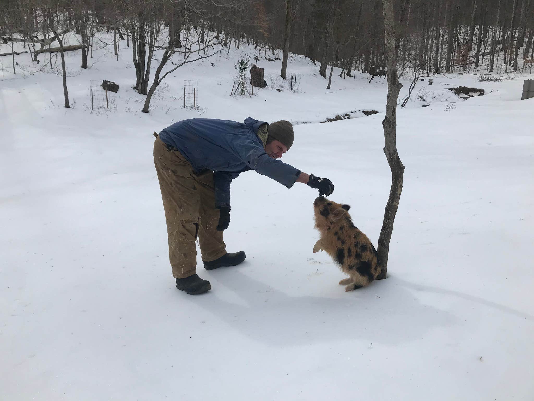 Watercress Inn  A.'s photo of camping with pets at Watercress Inn at Landon Farm near Luray, VA