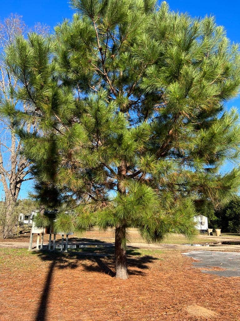 Camper-submitted photo at Buckaroo Campground and Rv Park near Marion Junction, AL