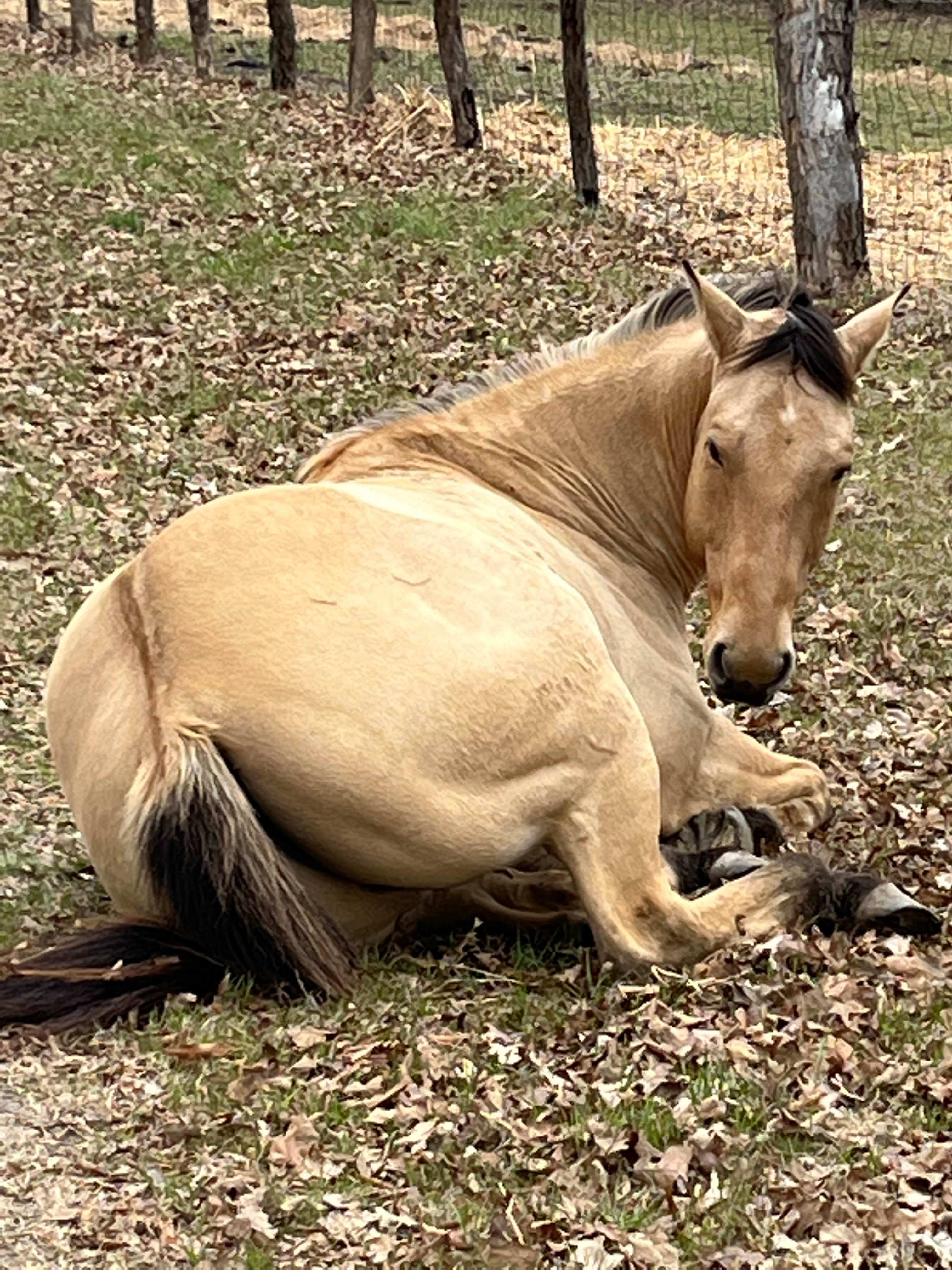 Bobbi S.'s photo of camping with a horse at Rockin Bar B Ranch near Bonham, TX