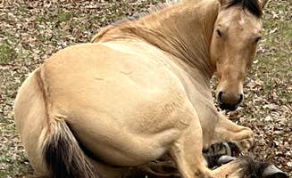Bobbi S.'s photo of camping with a horse at Rockin Bar B Ranch near Farmersville, TX