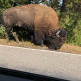 Review photo of Grant Village Campground — Yellowstone National Park by Marina S., September 19, 2018