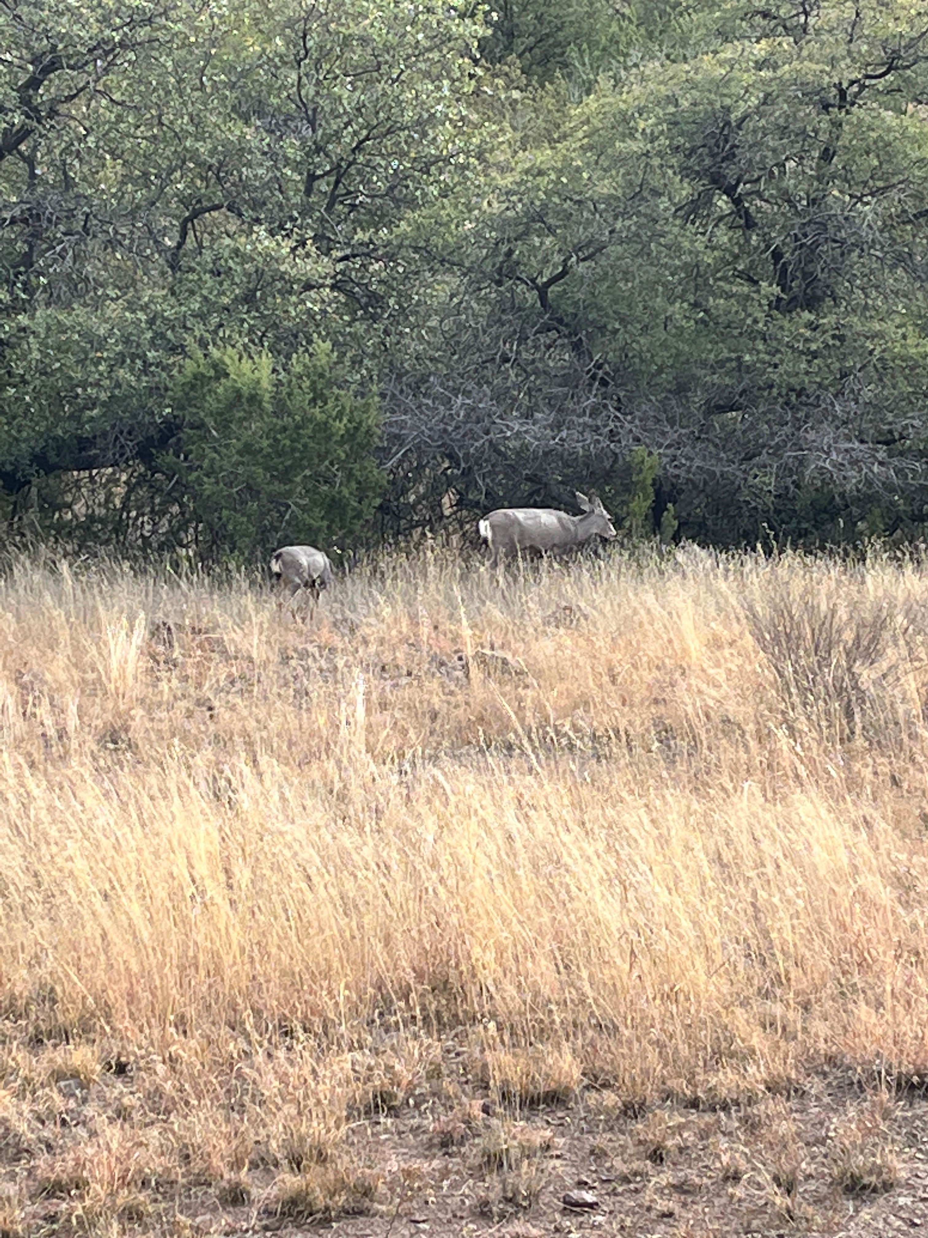 Camper submitted image from Fort Davis Inn & RV Park - 2