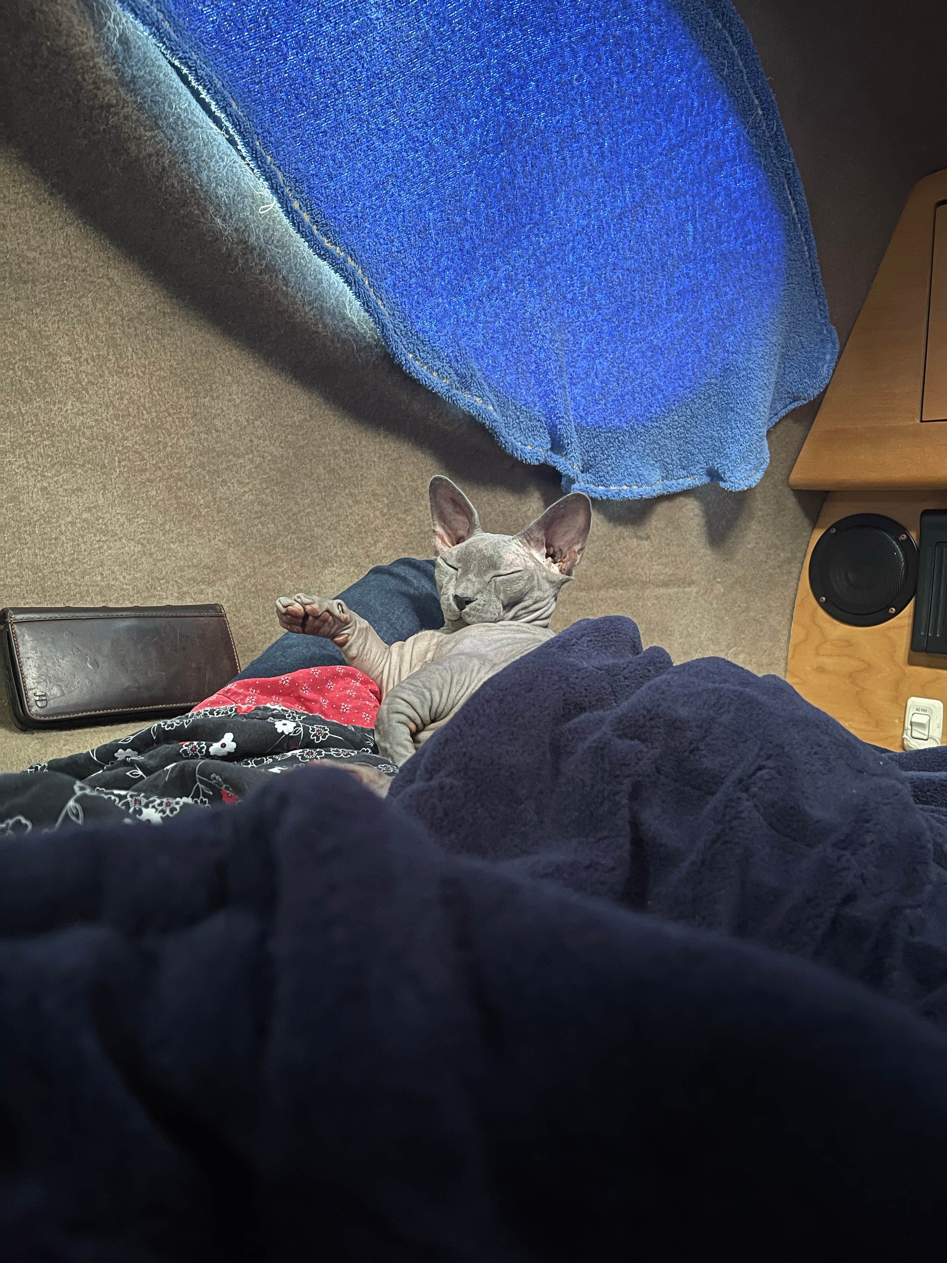 katy B.'s photo of camping with pets at Fort Amarillo RV Resort near Fritch, TX