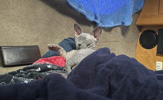 katy B.'s photo of camping with pets at Fort Amarillo RV Resort near Amarillo, TX