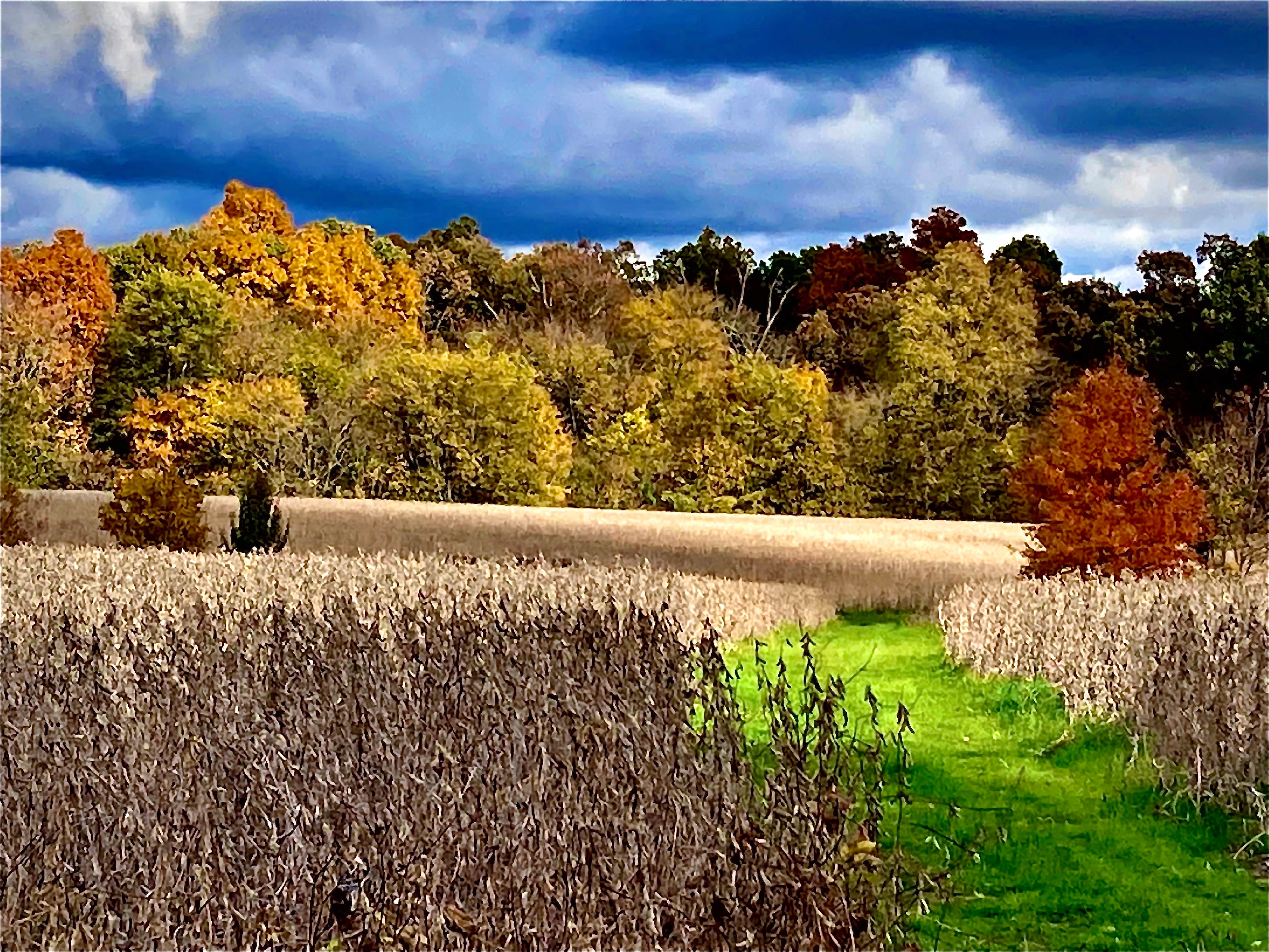 Camper-submitted photo at The Art Farm Women’s Retreat near Paducah, KY