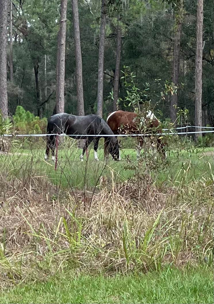 Lauren W.'s photo of camping with a horse at Colt Creek State Park Campground near Tampa, FL