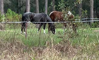 Lauren W.'s photo of camping with a horse at Colt Creek State Park Campground near Lacoochee, FL