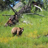 Review photo of Grant Village Campground — Yellowstone National Park by Michael K., September 19, 2018