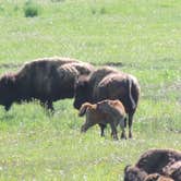 Review photo of Grant Village Campground — Yellowstone National Park by Michael K., September 19, 2018