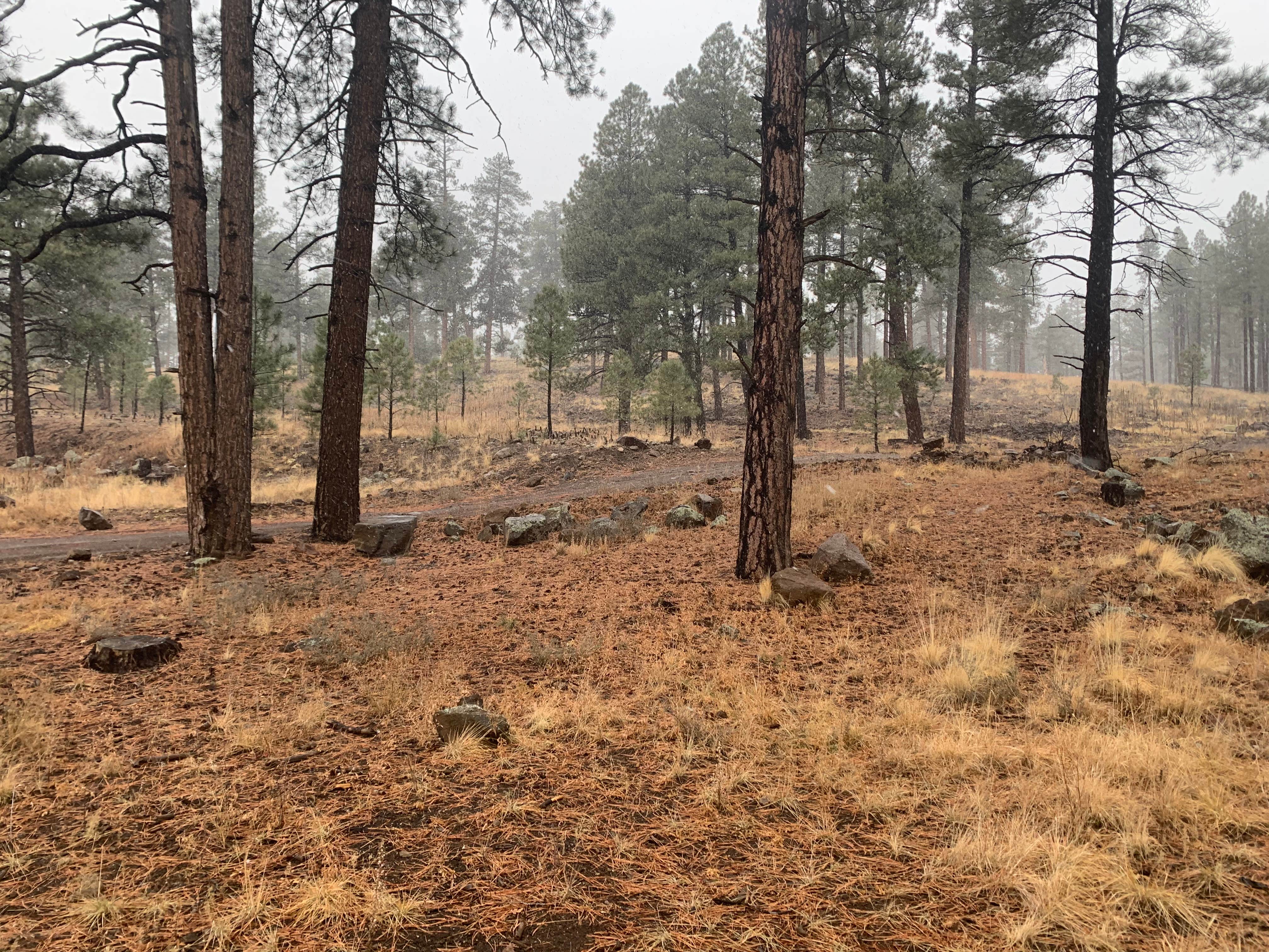 Camping near FR 222 Dispersed: Fort Valley Dispersed Camping, Flagstaff, Arizona