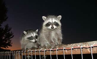 Mona M.'s photo of camping with pets at Riverbend Campground near Coalinga, CA