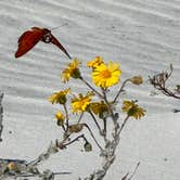 Review photo of Topsail Hill Preserve State Park Campground by Cheryl , December 8, 2022