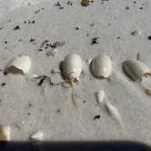 Review photo of Topsail Hill Preserve State Park Campground by Cheryl , December 8, 2022