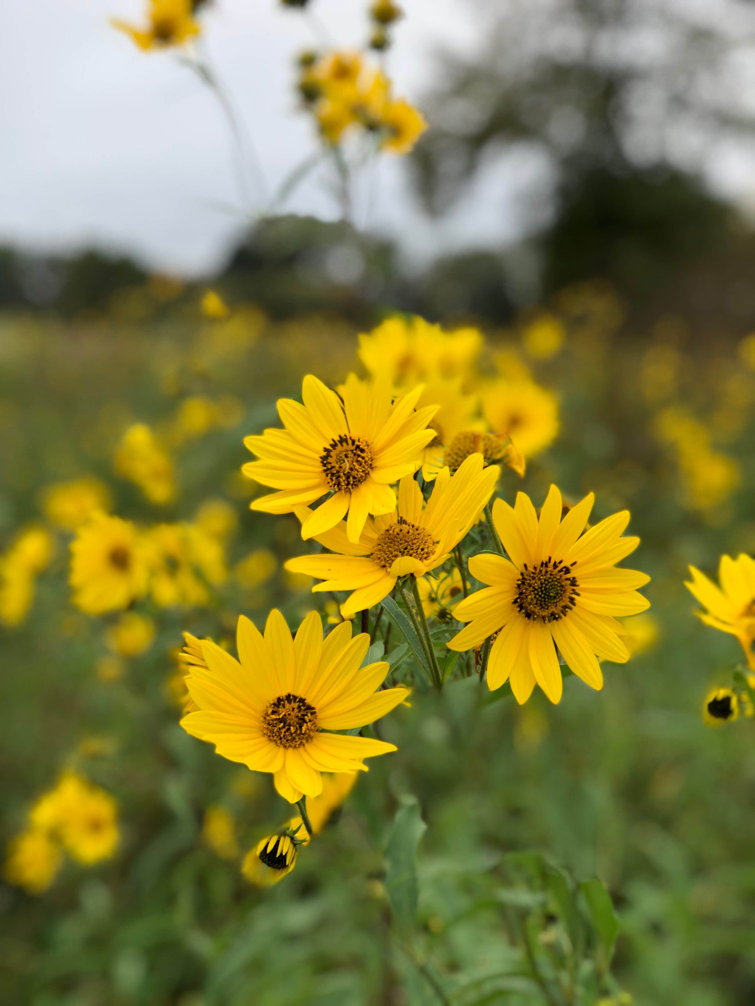 Camper submitted image from William G. Lunney Lake Farm Campground (Dane County Park) - 2