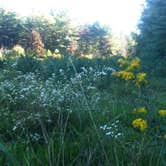 Review photo of Catskill/Kenneth L Wilson Campground by Maribeth W., August 9, 2016